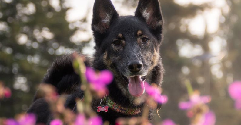 Loyalty Programs - Photo of kai, a german shepherd in portland, oregon, usa